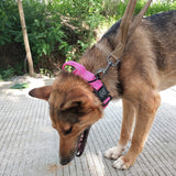 Personalized Tactical Dog Collar
