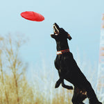 Bite-resistant Dog Flying Discs